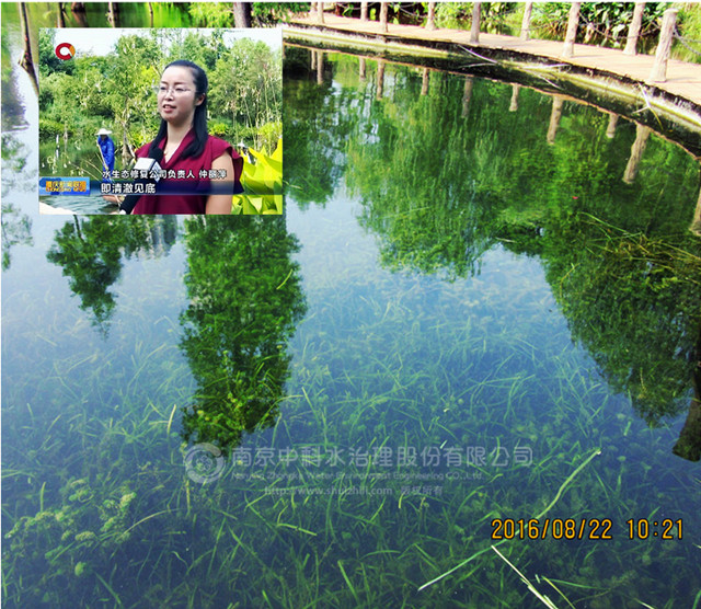 观音塘湿地公园水域修复以前,由于生态系统不健全,水体功能丧失