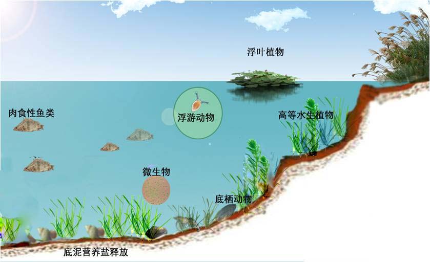 龙子湖的精彩转身 - 河湖水生态修复
